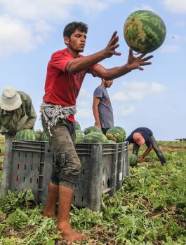 زراعة البطيخ في غزة 