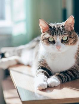 اصابة قط بفيروس كورونا في فرنسا 