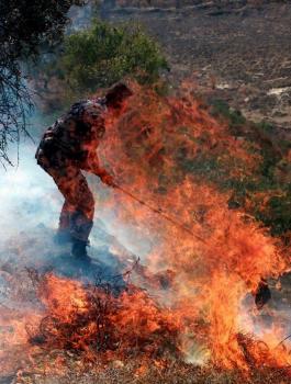 احتراق اشجار زيتون 