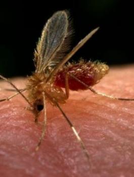 اصابات اللشمانيا في الضفة الغربية 