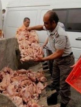 دجاج لاحم مهرب