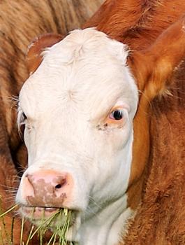 الابقار وعلاج من فيروس كورونا 