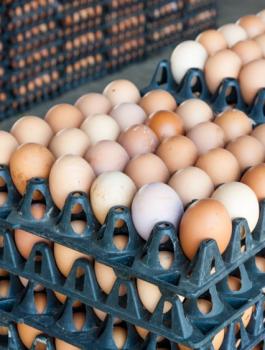 اغلاق محل تجاري رفع سعر البيض في نابلس 