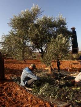 08146403400124794420866877605273