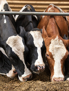 اسرائيل واستيراد العجول 