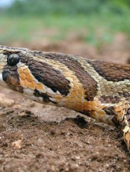 أفعى فلسطين 