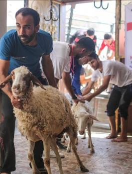 تركيا توزع لحوم  أضاحٍ على مئات الأسر في قطاع غزة 