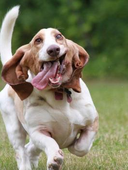 داء الكلب في فلسطين 