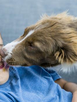 الحيوانات وفيروس كورونا 