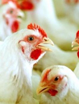 chickens_large