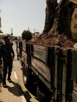 ضبط محاولة تهريب وبيع شجرة زيتون رومانية للمستوطنين