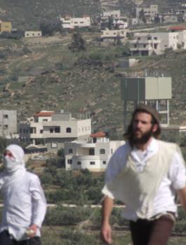 المستوطنون وقطف الزيتون في فلسطين 