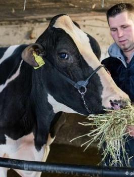 نفوق اجمل بقرة في المانيا 