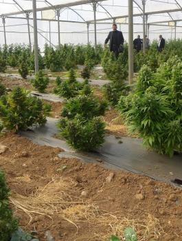 ضبط مشتل للمخدرات في الخليل 