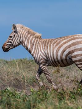 حمار وحشي أشقر