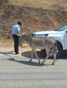 الاحتلال يستولي على حمير فلسطينية 
