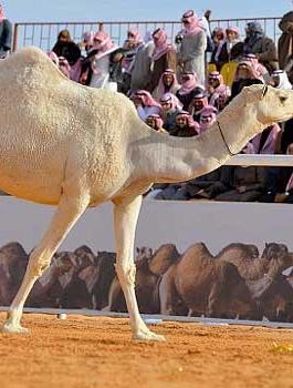اجمل جمل 