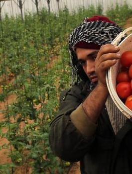 ارتفاع أسعار البندورة في غزة 