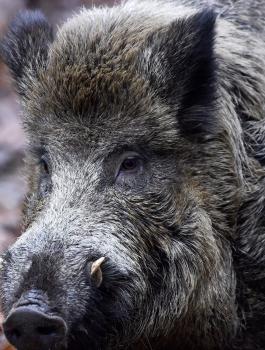 هجوم لقطيع من الخنازير في اميركا 