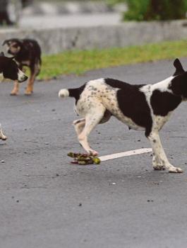 كلاب ضالة تلتهم طفلا رضيعا 