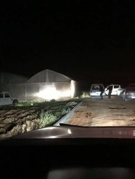 "الوقائي" يضبط مستنبتاً يحتوي على 7000 شتلة ماريجوانا في طوباس