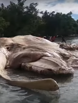 giant-sea-creature-washes-ashore