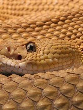 افعى فلسطين السامة 