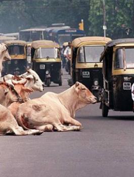 الهنود يقتلون مسلما بسبب بقرة 