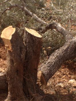 المستوطنون يقطعون اشجار زيتون 