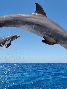 "أغرب تأثير" للتغير المناخي على الأسماك