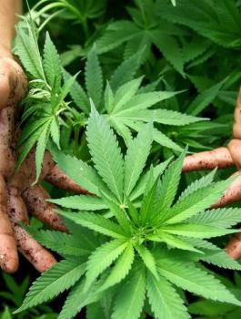 ضبط اشتال مخدرات في الخليل 