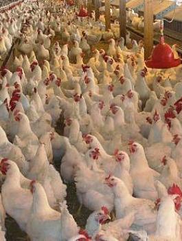 "الاحصاء": انفلات أسعار الدواجن يصعد بمؤشر غلاء المعيشة