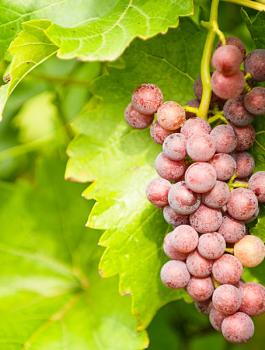 المستوطنون يقطعون 700 شجرة عنب في الخليل 