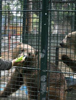 دب قلقيلية يلتهم يد طفل 