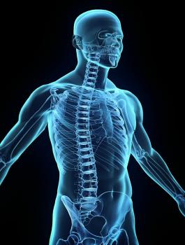 اكتشاف عضو جديد في جسم الانسان 