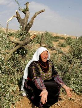 المستوطنون يقطعون اشجار زيتون 