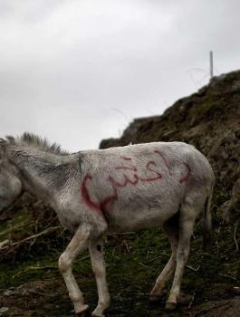 حمار يقتل 3 دواعش في العراق