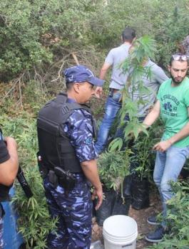 الشرطة تضبط كميات كبيرة من المارجوانا بين بلعين وصفا غرب رام الله