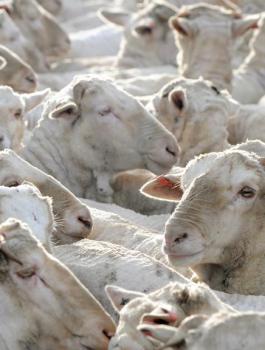 مستوردي الاغنام في فلسطين 