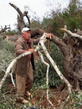اقتلاع اشجار الزيتون 