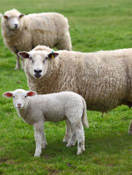 australiasheepinfield123rf