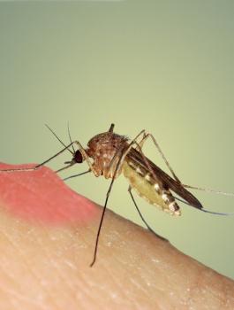 وزارة الصحة ولدغات الباعوض 