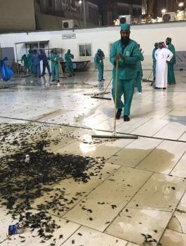 حشرات في الحرم المكي 