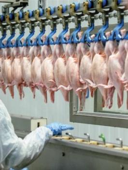 استهلاك الخليل من اللحوم والدجاج 