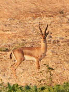 مصادرة غزال من مواطن فلسطيني 