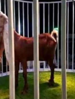 تيس يباع بمزاد علني بمكة المكرمة 