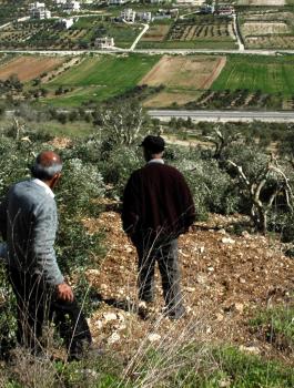 قطع عشرات اشجار الزيتون في نابلس 