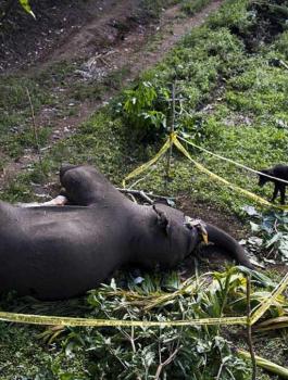 السلطات الهندية تقتل فيلا أودى بحياة 15 شخصا