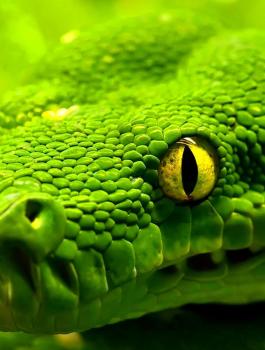 افعى آكلة البشر 