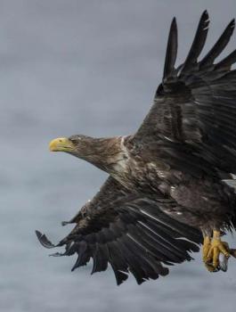 ظهور اكبر طائر جارح في بريطانيا 